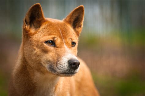 Did Australia’s First Nations people domesticate dingoes? - Australian ...