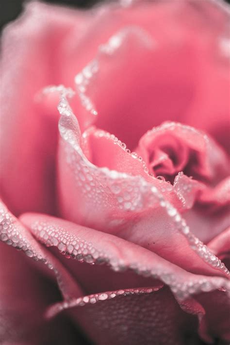Rose Gold Wallpaper Photos, Download The BEST Free Rose Gold Wallpaper
