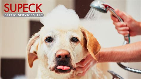 A Guide to Pets and Septic Systems | Supeck Septic Services
