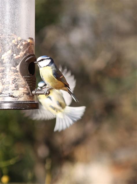 Bird Eating Its Own Feathers at Ava Oshaughnessy blog