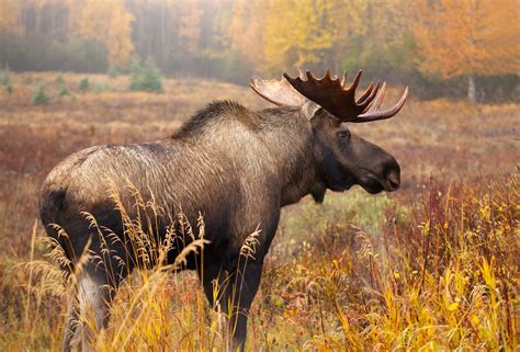 Moose Pics - PictureMeta
