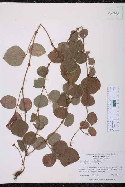 [Specimen details] / Plant Atlas