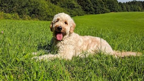 labradoodles  reasons  theyre   doodles   dogs