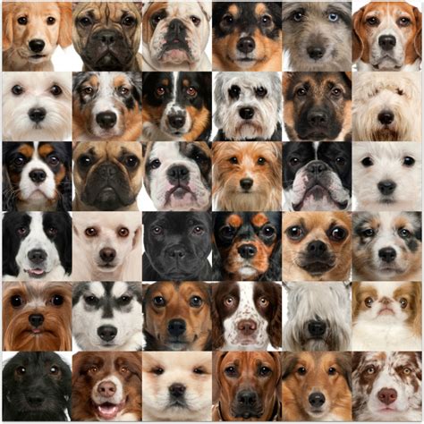 How to Understand Your Dog's Facial Expressions - The Pet Blog Lady ...