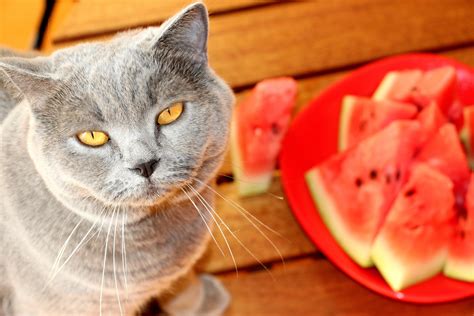 is watermelon good for cats