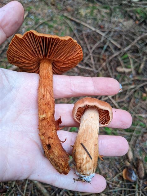 Sea Purslane (Halimione portulacoides ) Identification