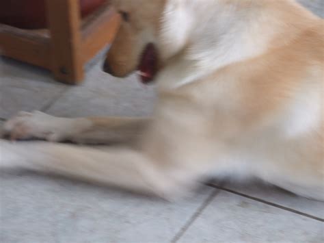 poze cu pisici | Pisica vrea stapan!