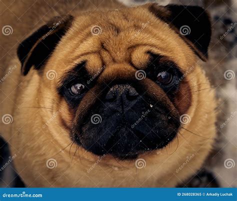 Close-up Portrait of a Dog Breed Pug with Intelligent Eyes Stock Image ...