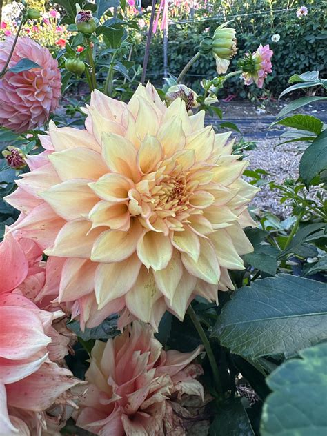 Lee's Savannah Spring Dahlia Tuber – Fiona's Flower Farm