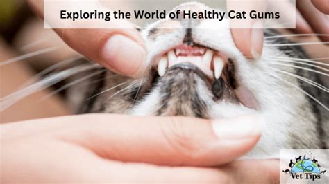 Exploring the World of Healthy Cat Gums - Vet Tips