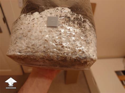 Bruising gallery on Shroomok