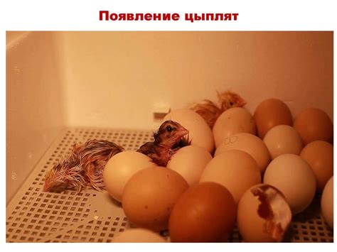 Выведение цыплят в домашних условиях - презентация онлайн