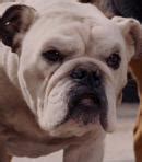 Beverly Hills Chihuahua (2008 Movie) - Behind The Voice Actors