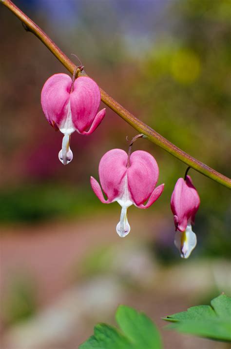 Bleeding Hearts A Novel 6