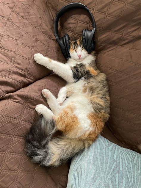 Cat Listening To Music Photos, Download The BEST Free Cat Listening To