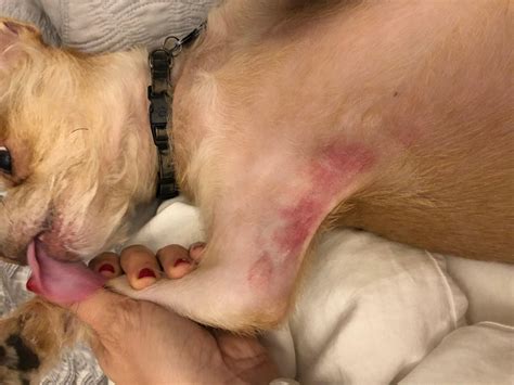My dog keeps licking a red, growing spot. Ringworm or hot spot? | Petco