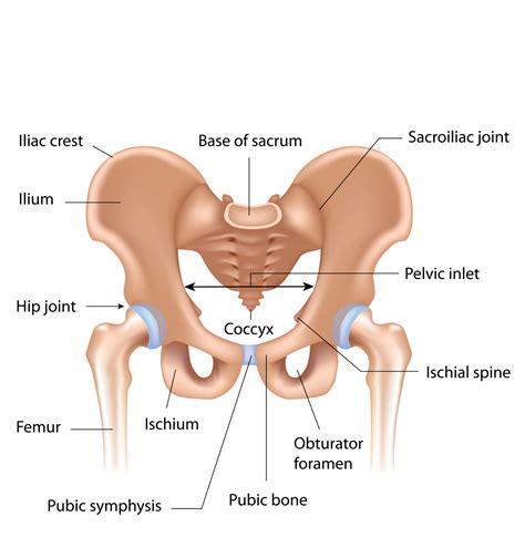 Pelvis - Boundless Physical Therapy & Sports Performance