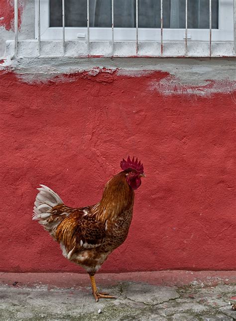 redcock  microbotanique  deviantart