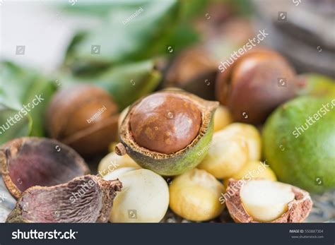 macadamia nut farm hawaii images stock  vectors shutterstock