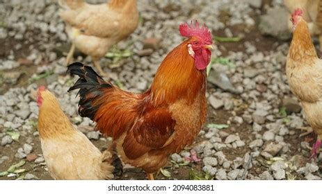rooster chicken big cock images stock  vectors