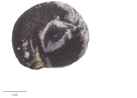 capparis sandwichiana seeds  hawaii