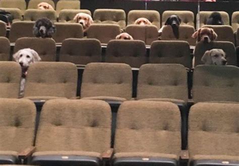 Discover the Remarkable Impact of Canadian Service Dogs on the Theater Industry - Hunter Games Magazine
