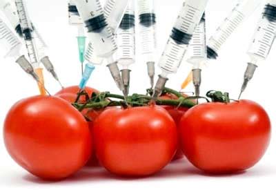 GMO Failure: The Flavr Savr Tomato | Planet Natural