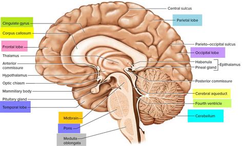 Brain stem anatomy, function, brain stem stroke & brain stem tumor