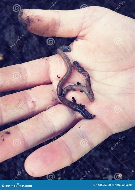 Earthworms on hands, soil stock photo. Image of hand - 143576300