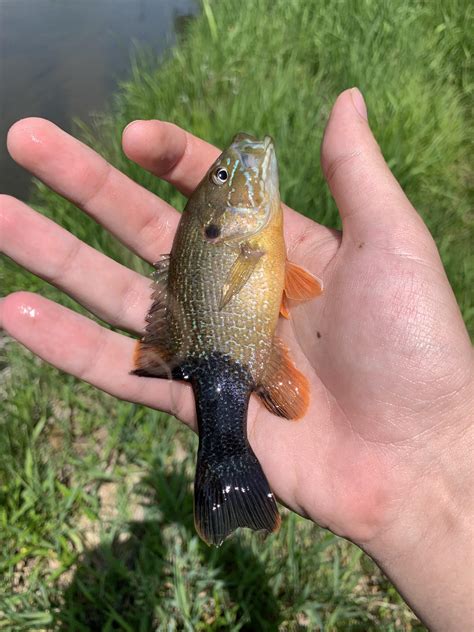 Why does this green sunfish look like this? : r/Fishing