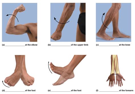 articulation diagram quizlet