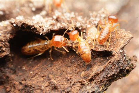 Animais Que Conseguem Se Alimentar De Madeira - Animais que comem madeira