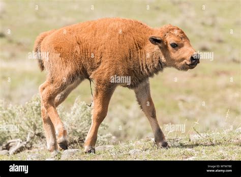 newborn bison calf  yellowstone national park stock photo alamy