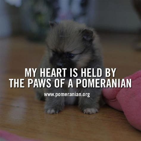 16 Best Pomeranian Dog Memes of All Time - The Dogman