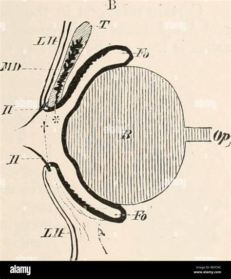 Conjunctival sac hi-res stock photography and images - Alamy