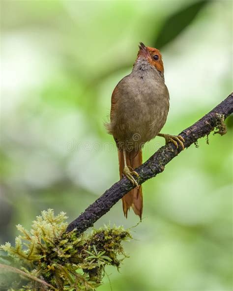 Red-faced Spinetail Singing on a Tree Branch Stock Photo - Image of ...