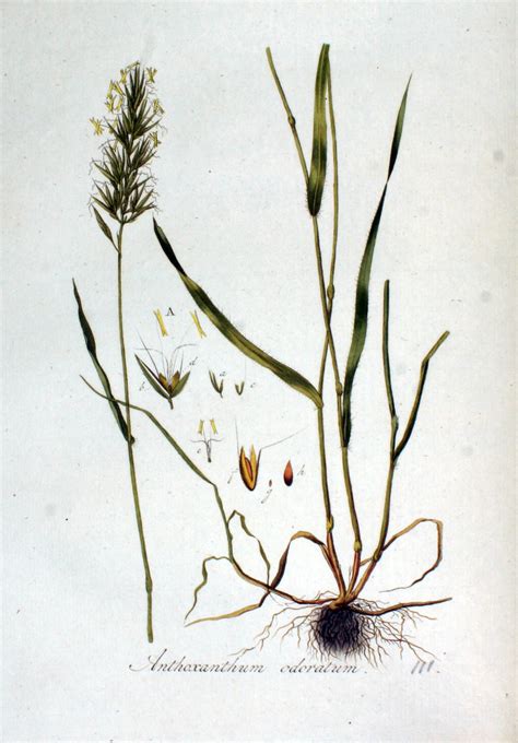 Gewöhnliches Ruchgras Anthoxanthum odoratum Beschreibung Steckbrief