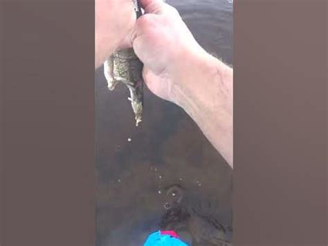 Три сига и один без головый! #Shorts #Shortsvideo - YouTube
