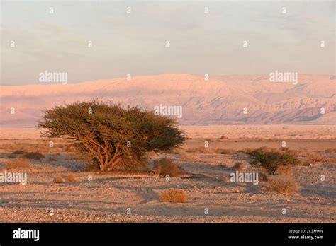 Acacia tree in the desert Stock Photo - Alamy