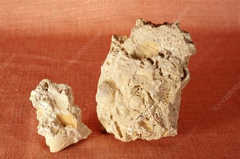 fossiliferous limestone rock history  tommy bautista blog