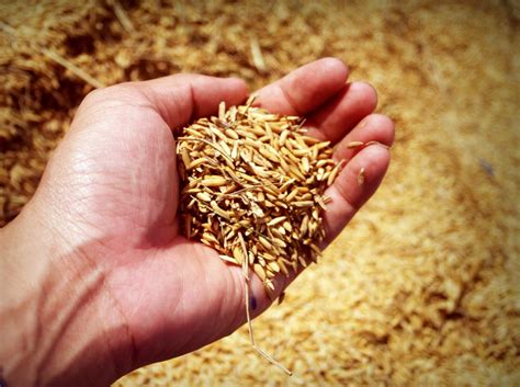 AgroIndustry