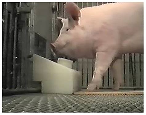 how to play pigs