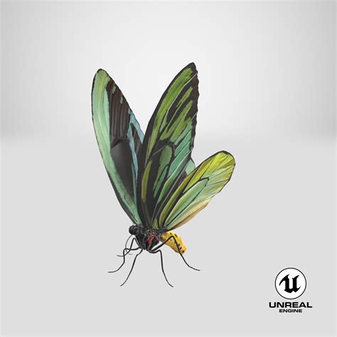 Butterfly Ornithoptera Alexandrae 3D Model $49 - .3ds .c4d .fbx .ma