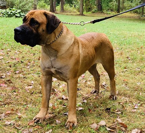 South African Boerboel Rescue
