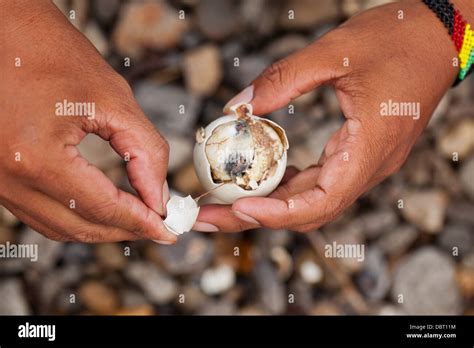 eating fertilized eggs philippines  kathaleen velasquez blog