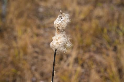 brown plant nature  photo  pixabay pixabay