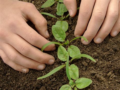 When and How to Thin Your Spinach Seedlings