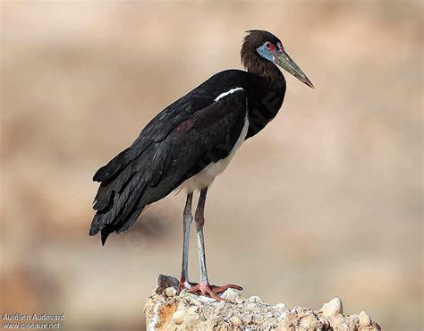 Abdim's Stork - Ciconia abdimii adult - auau260136