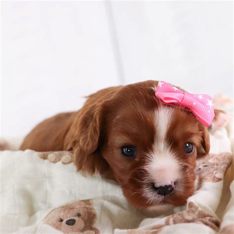 Puppies For Sale in Newport News, VA | Happytail Puppies