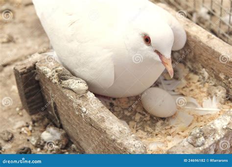 White Dove In The Nest Stock Photography | CartoonDealer.com #24696182